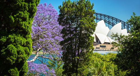 藍花楹（Jacarandas）在悉尼綻放。悉尼皇家植物園的風景