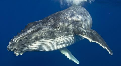 新南威爾士南岸（South Coast）梅利目不拉（Merimbula）的座頭鯨