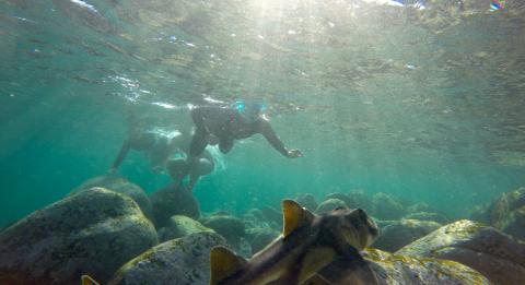 參加生態觀光旅行社（EcoTreasures）的浮潛團