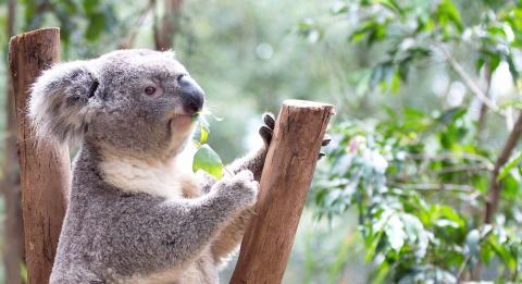 費瑟戴爾野生動物園（Featherdale Wildlife Park）