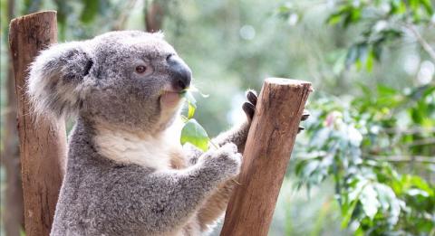 費瑟戴爾野生動物園（Featherdale Wildlife Park）