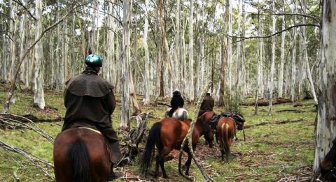 Reynella Rides