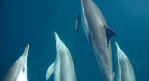 Dolphin Swim Australia 旅行社