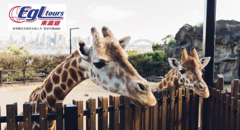 悉尼塔龍加動物園(Taronga Zoo) Curious giraffes peering over their enclosure at Taronga Zoo, Sydney