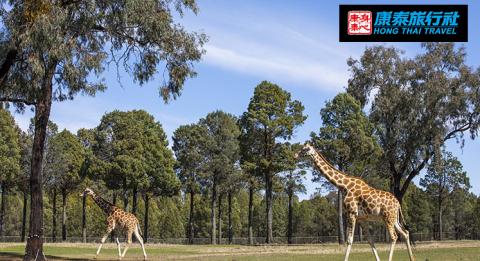 杜博(Dubbo),塔龍加西部平原動物園(Taronga Western Plains Zoo) Giraffes frazing at Taronga Western Plains Zoo in Dubbo
