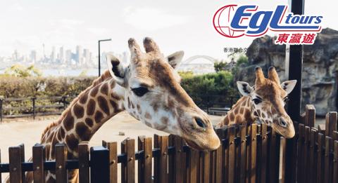 悉尼塔龍加動物園(Taronga Zoo) 悉尼塔龍加動物園 (Taronga Zoo) 的長頸鹿好奇地從籠中探頭出來