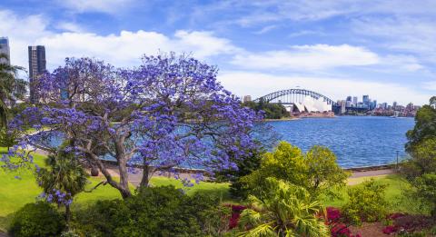 皇家植物園盛開的藍花car樹悉尼