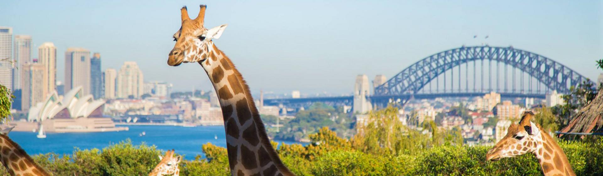 悉尼塔龍加動物園（Taronga Zoo）