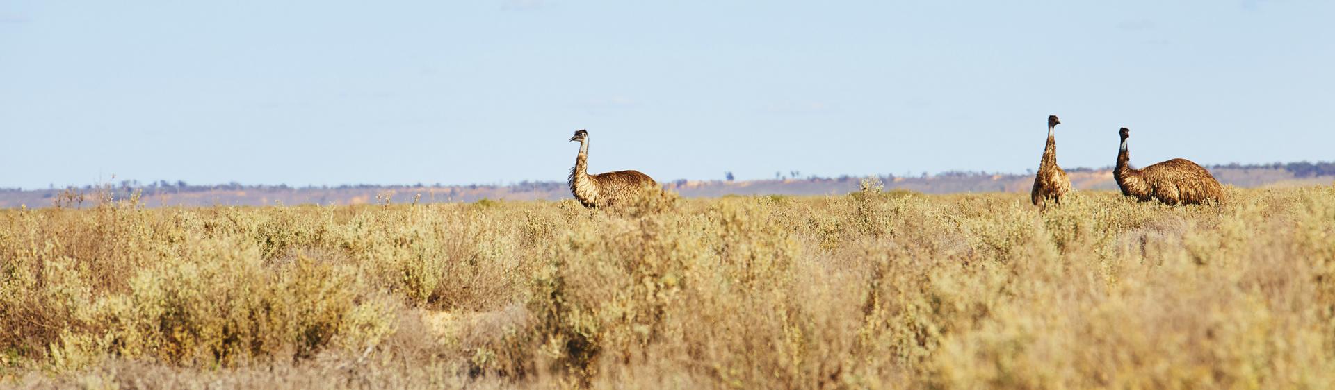 Emus in The Outback, Mungo National Park