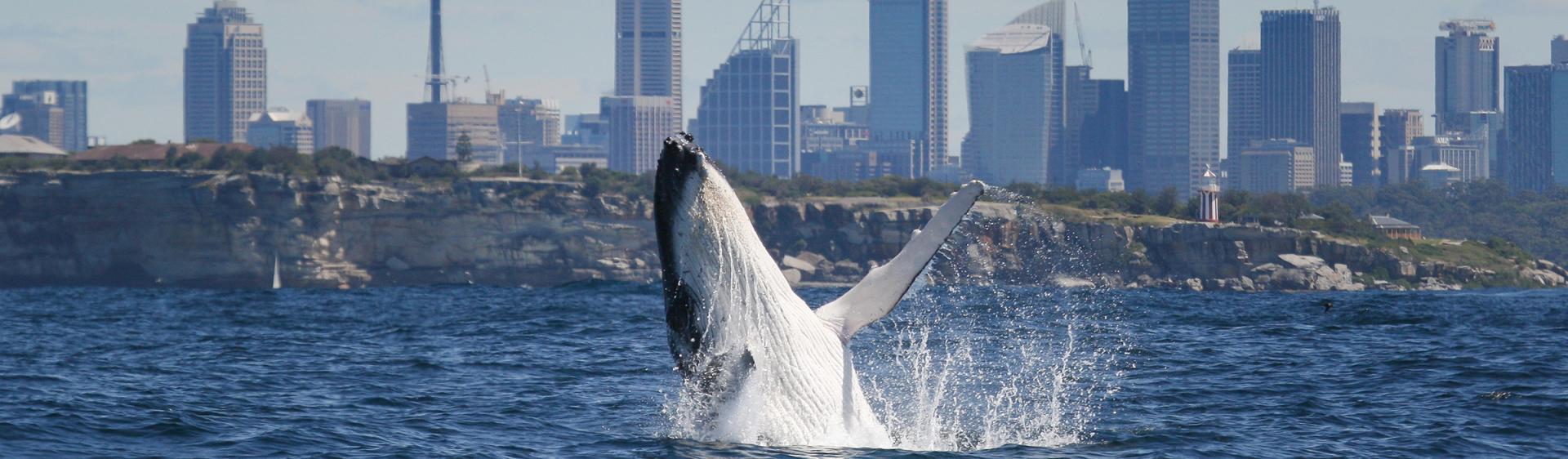 悉尼觀鯨