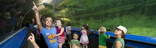 Kids viewing sea life at aquarium