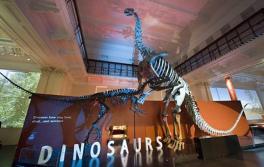 澳洲博物館(Australian Museum)內的恐龍 澳洲博物館(Australian Museum)內的恐龍