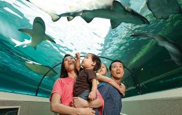達令港悉尼水族館（SEA LIFE Sydney Aquarium）