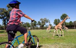 杜博（Dubbo），塔龍加西部平原動物園（Taronga Western Plains Zoo）