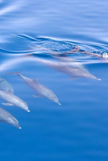與海豚一起觀看 杰維斯海灣（Jervis Bay） 野生鯨魚觀賞和海豚巡遊， 杰維斯海灣（Jervis Bay）
