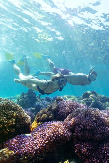 Woman snorkelling off Lord Howe Island