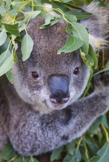 Koala sitting in a gum tree at the Port Macquarie Koala Hospital